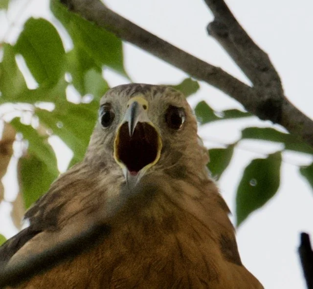 MO Hawk Scream