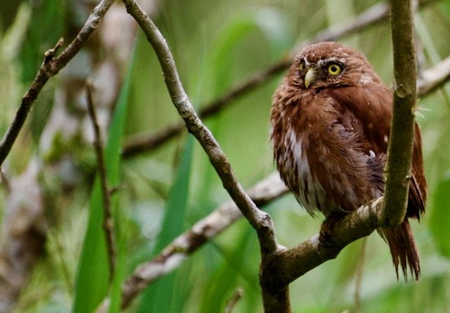 Smallest Owl