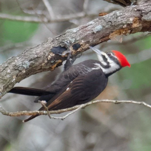 Potosi Pecker