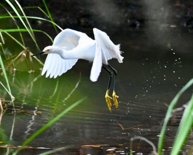 Kiawah Flight