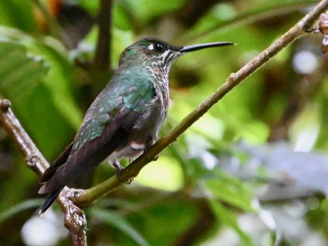Hummer