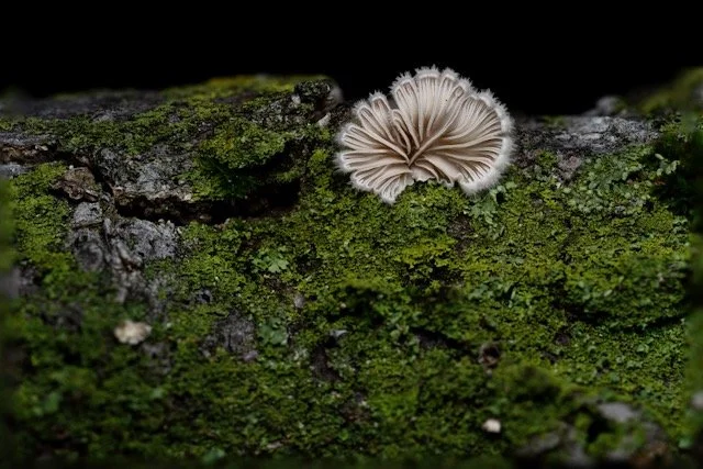 Mushroom-1 5-2026.jpeg