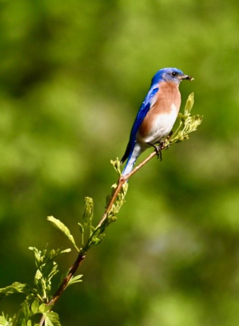 Bluebird lunch