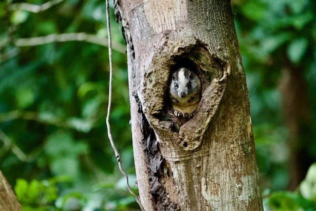Tree Rats...cutie