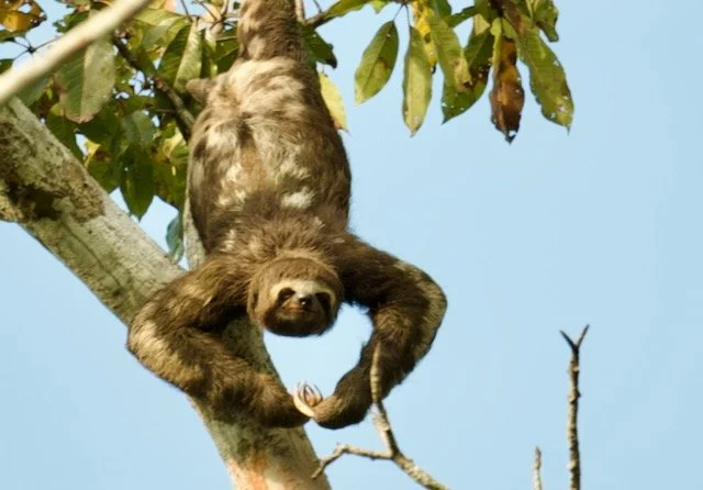 3 Finger Sloth.jpeg