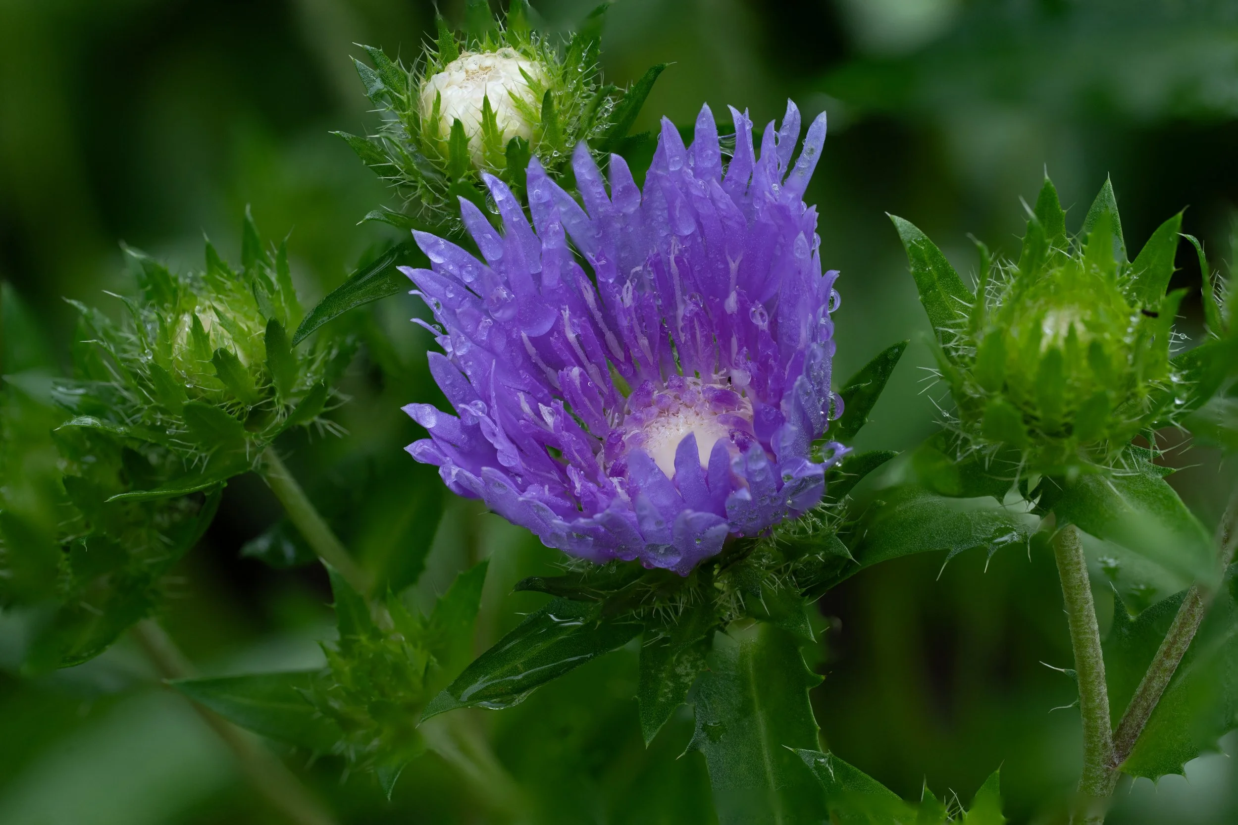 purple Monroe Neighbor 6-2026.jpg