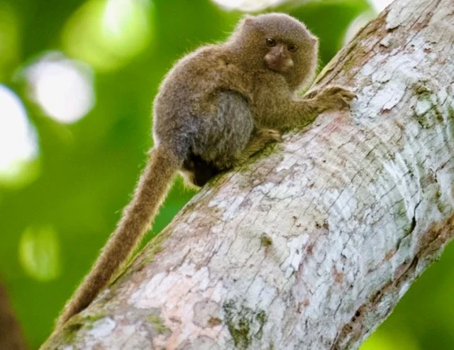 Small Monkey
