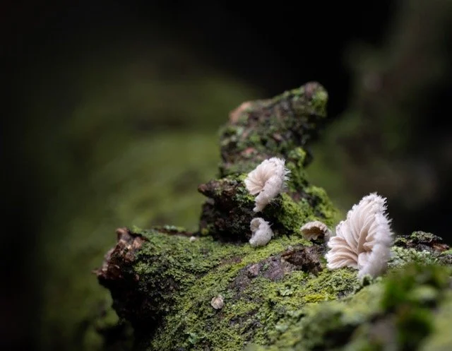 mushroom long log 5-2026.jpeg