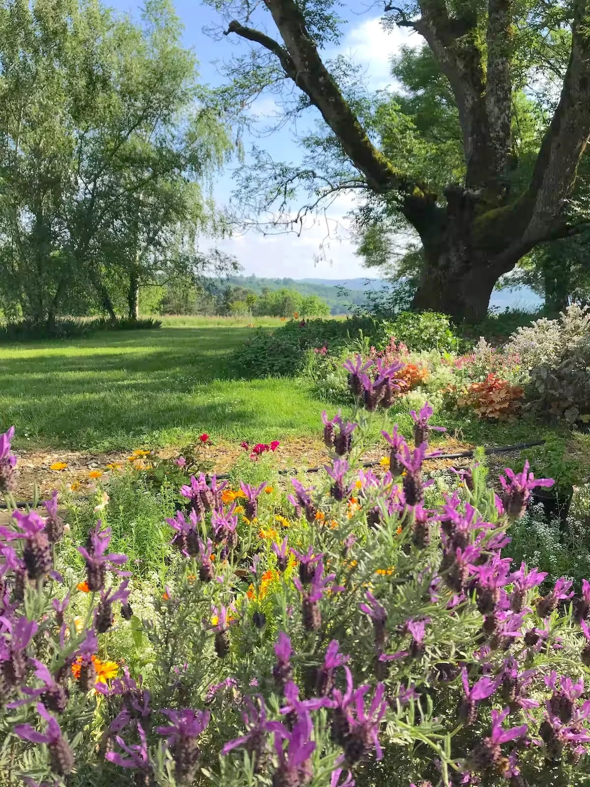 Une terrasse fleurie avec une vue sur la vallée.