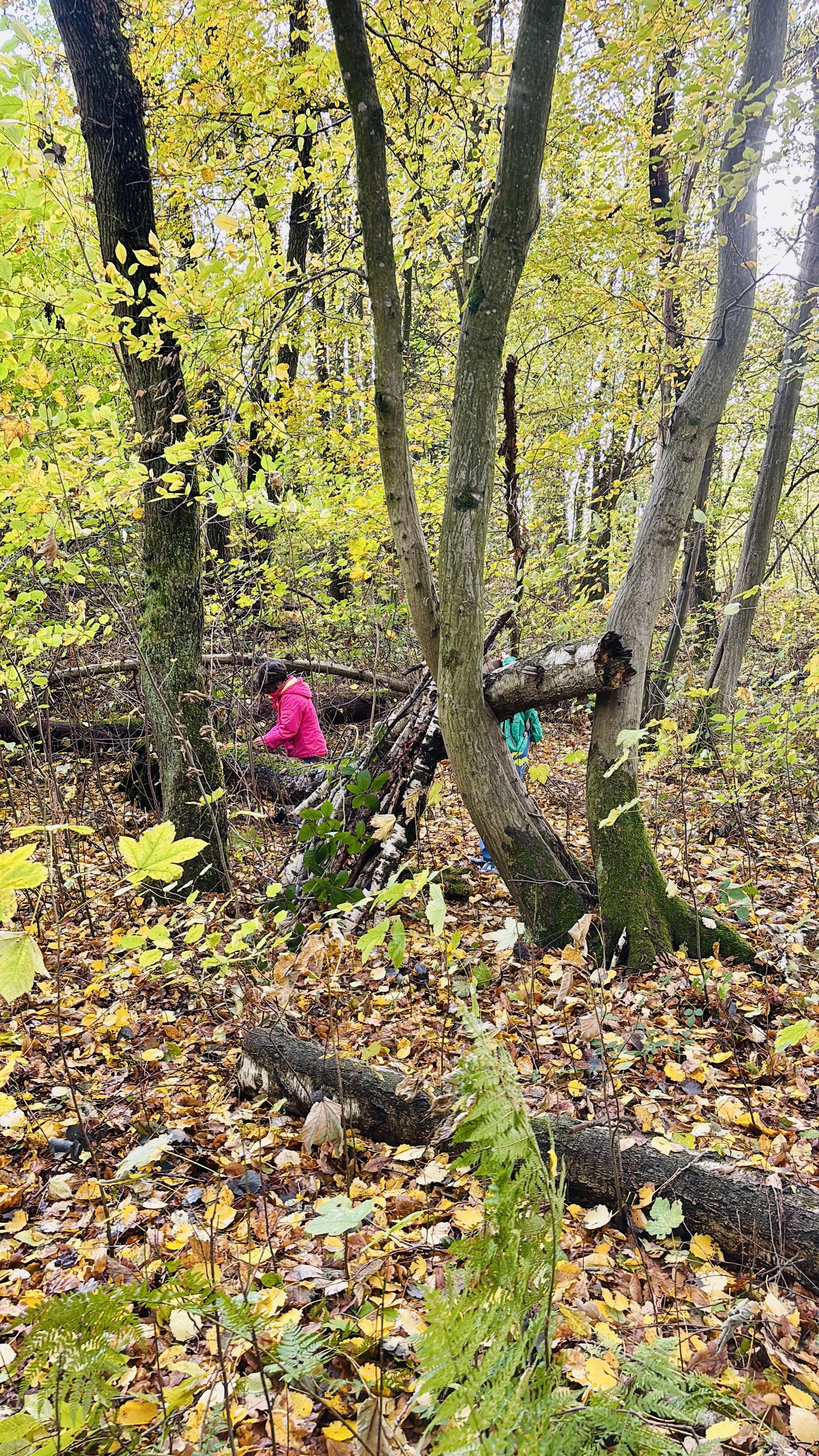 La forêt permet plein de découvertes dans la classe Kaleido.
