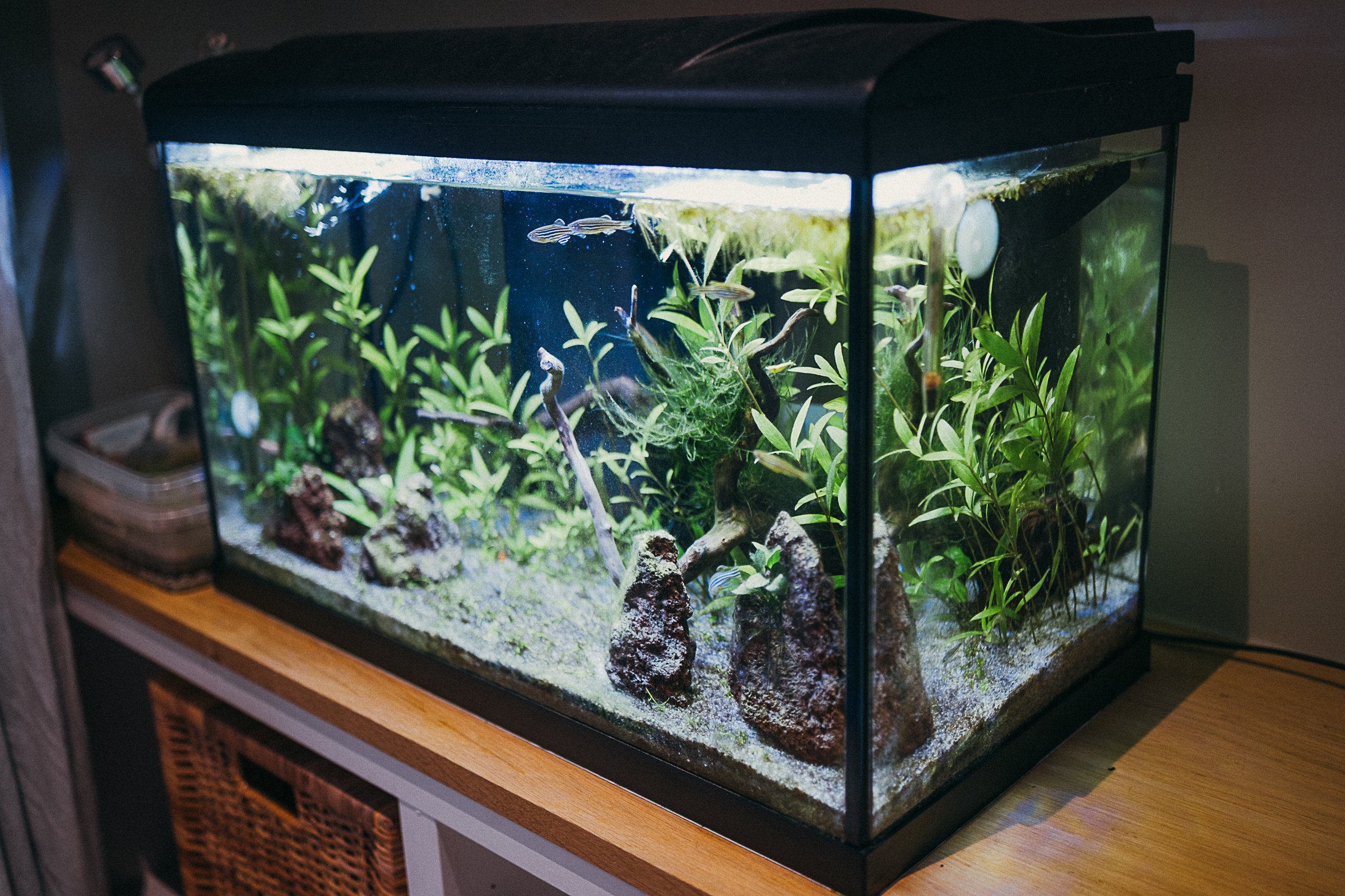 Les poissons peuvent être observés dans la classe Kaleido.