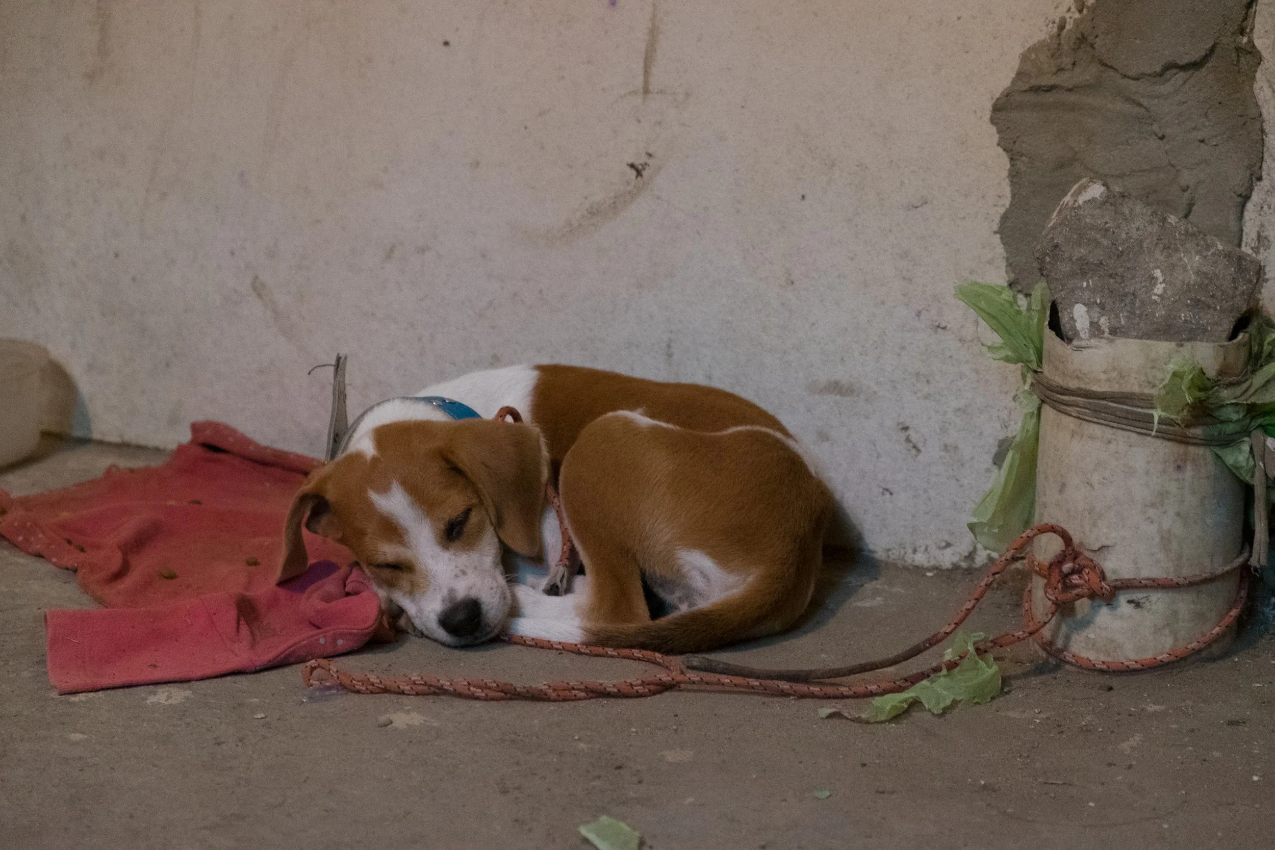DSCF2585.jpg