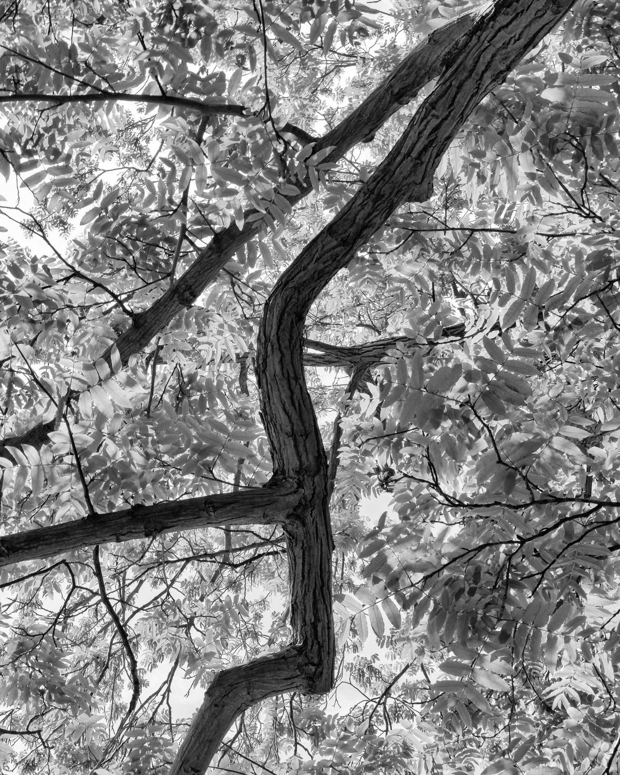 Unrooted-0003.jpg