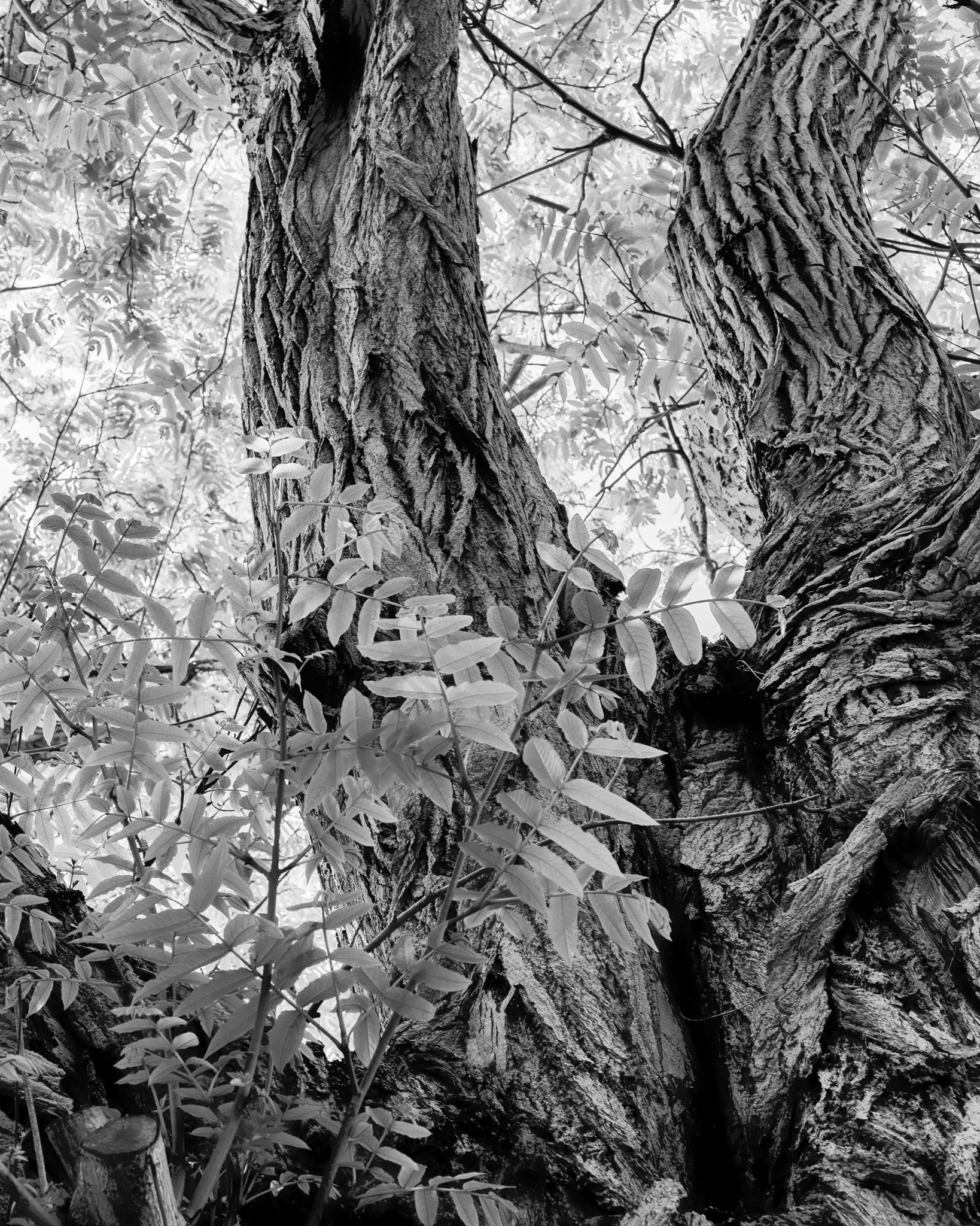 Black-and-white close-up of two massive, deeply furrowed tree trunks surrounded by leafy branches in a forest
