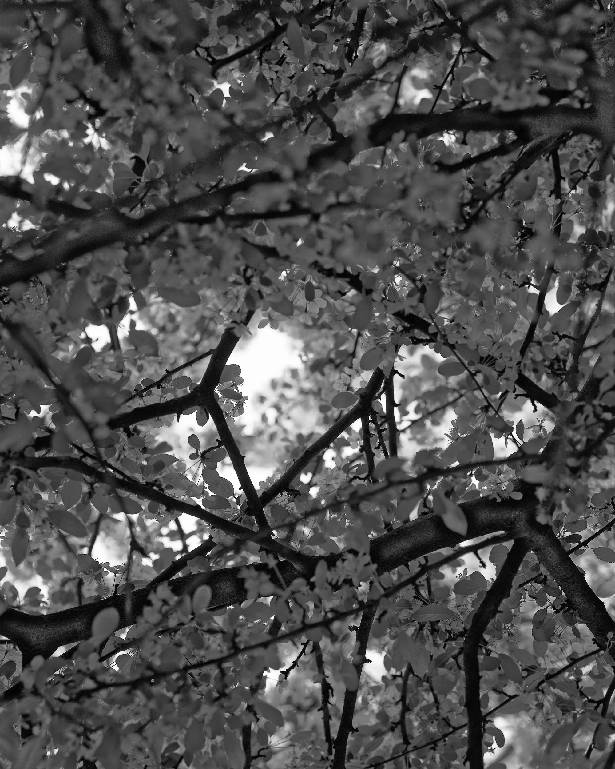 Unrooted-0008.jpg