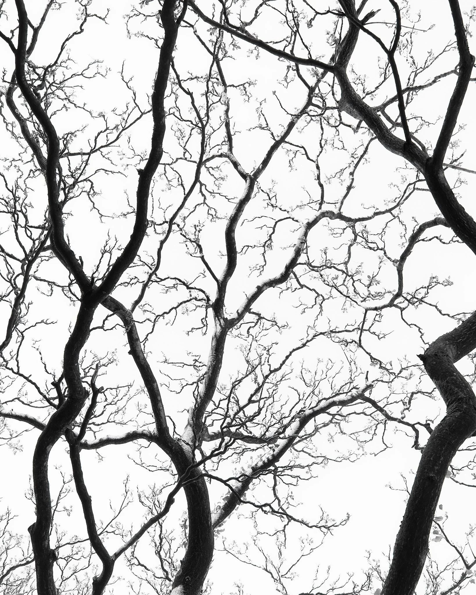 unrooted-5-tommy-metten-photography..jpg