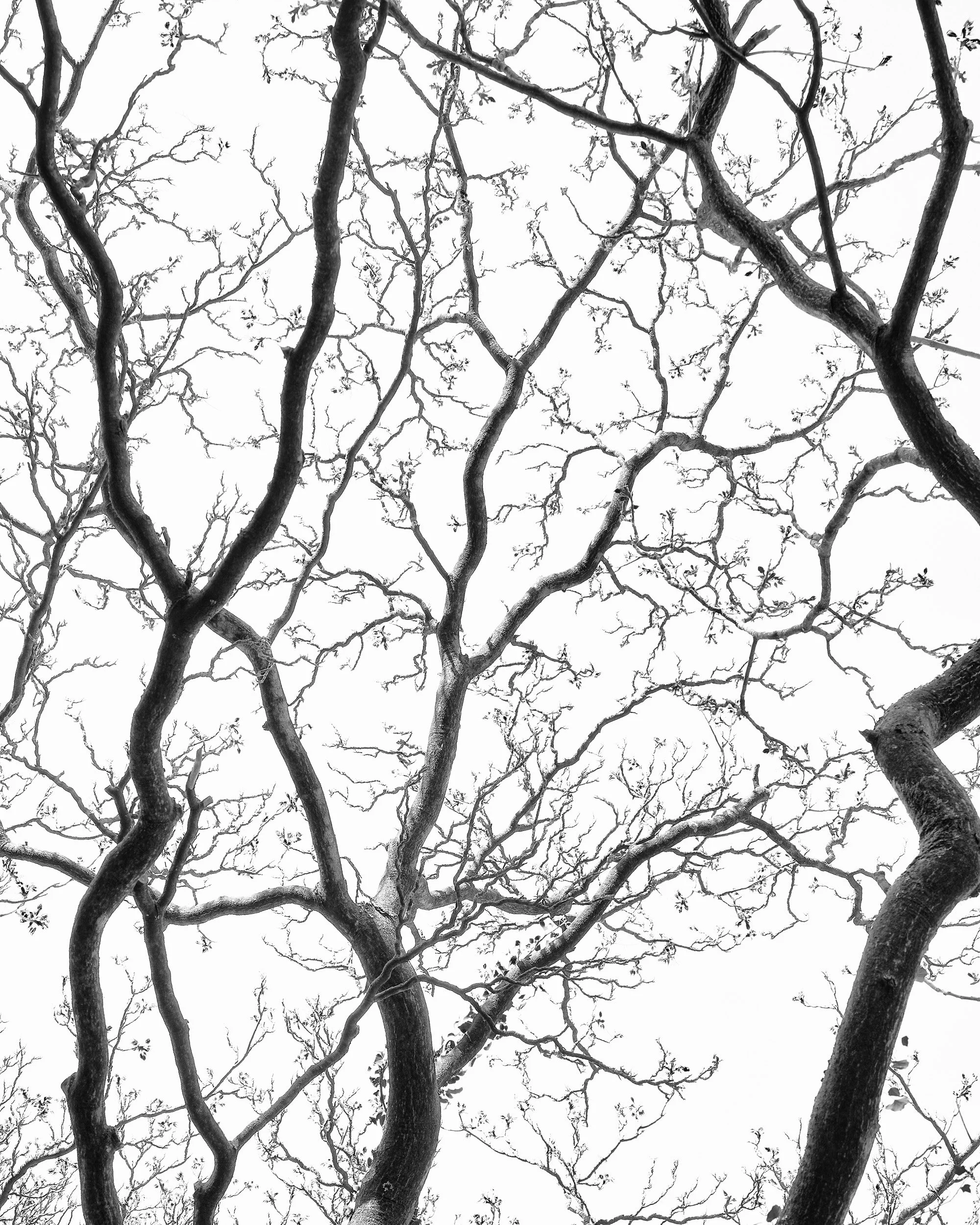 Unrooted-0005.jpg