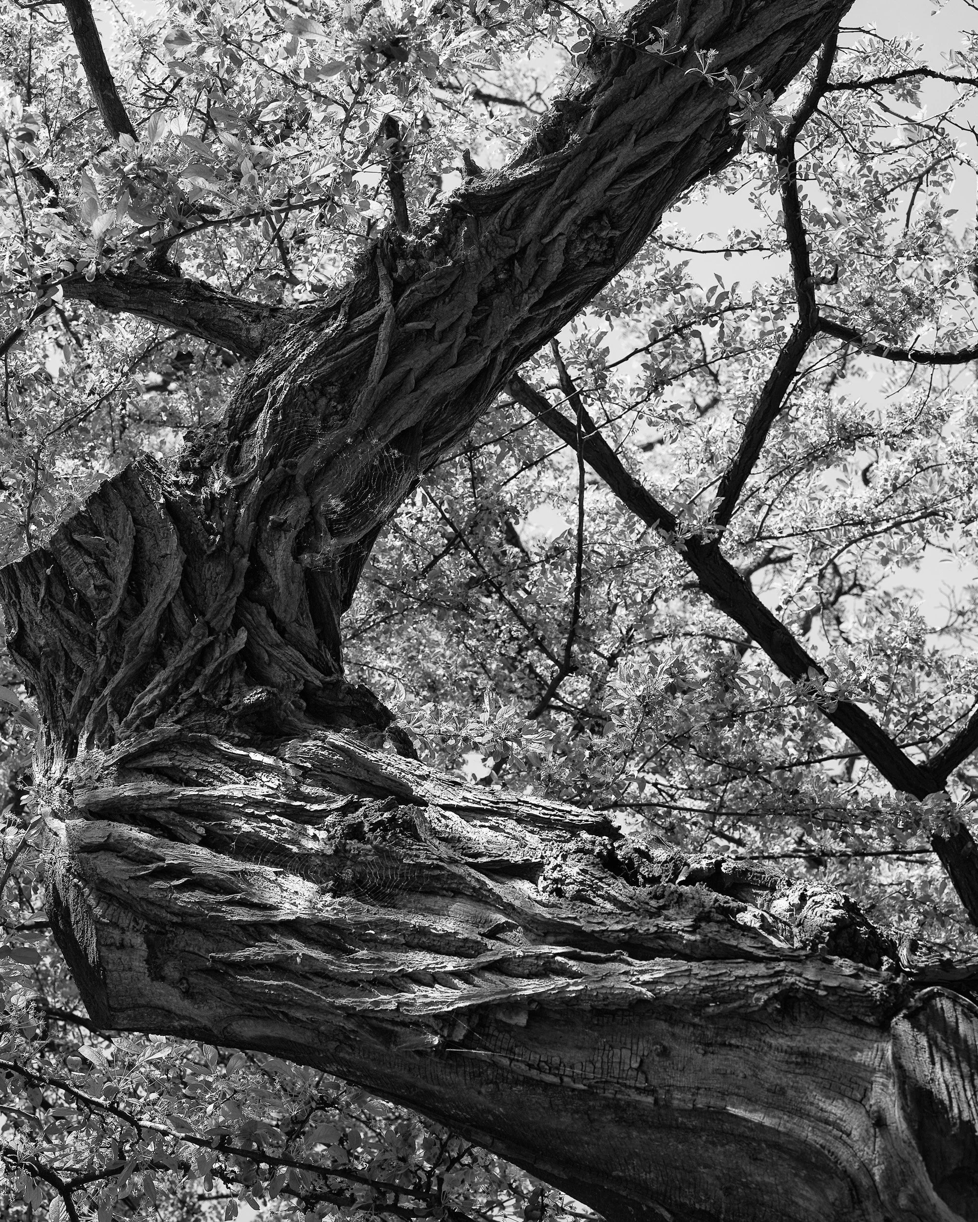 Unrooted-0002.jpg