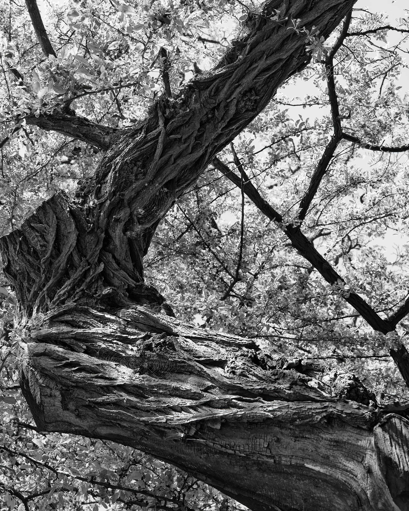 unrooted-2-tommy-metten-photography..jpg