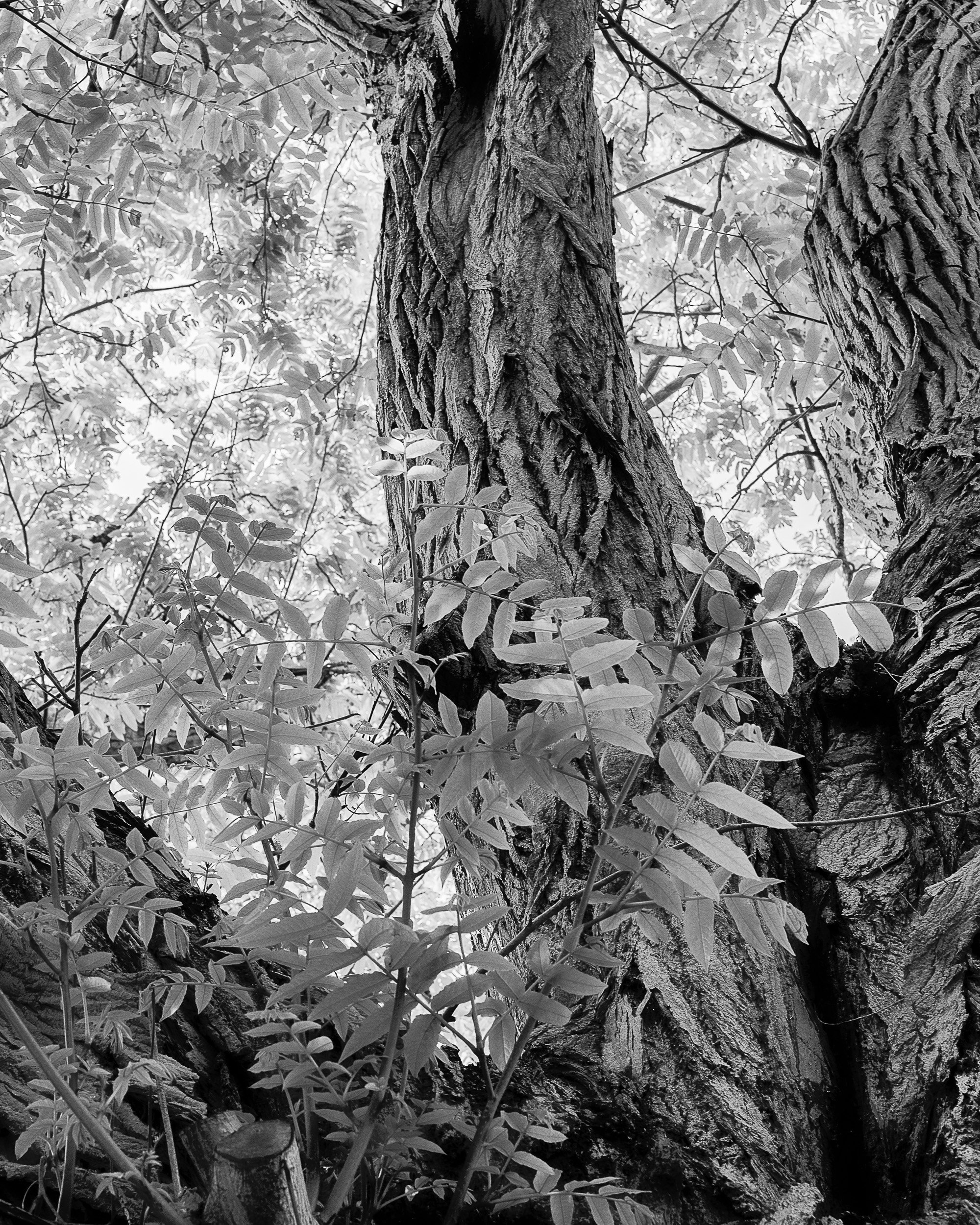 Unrooted-0001.jpg