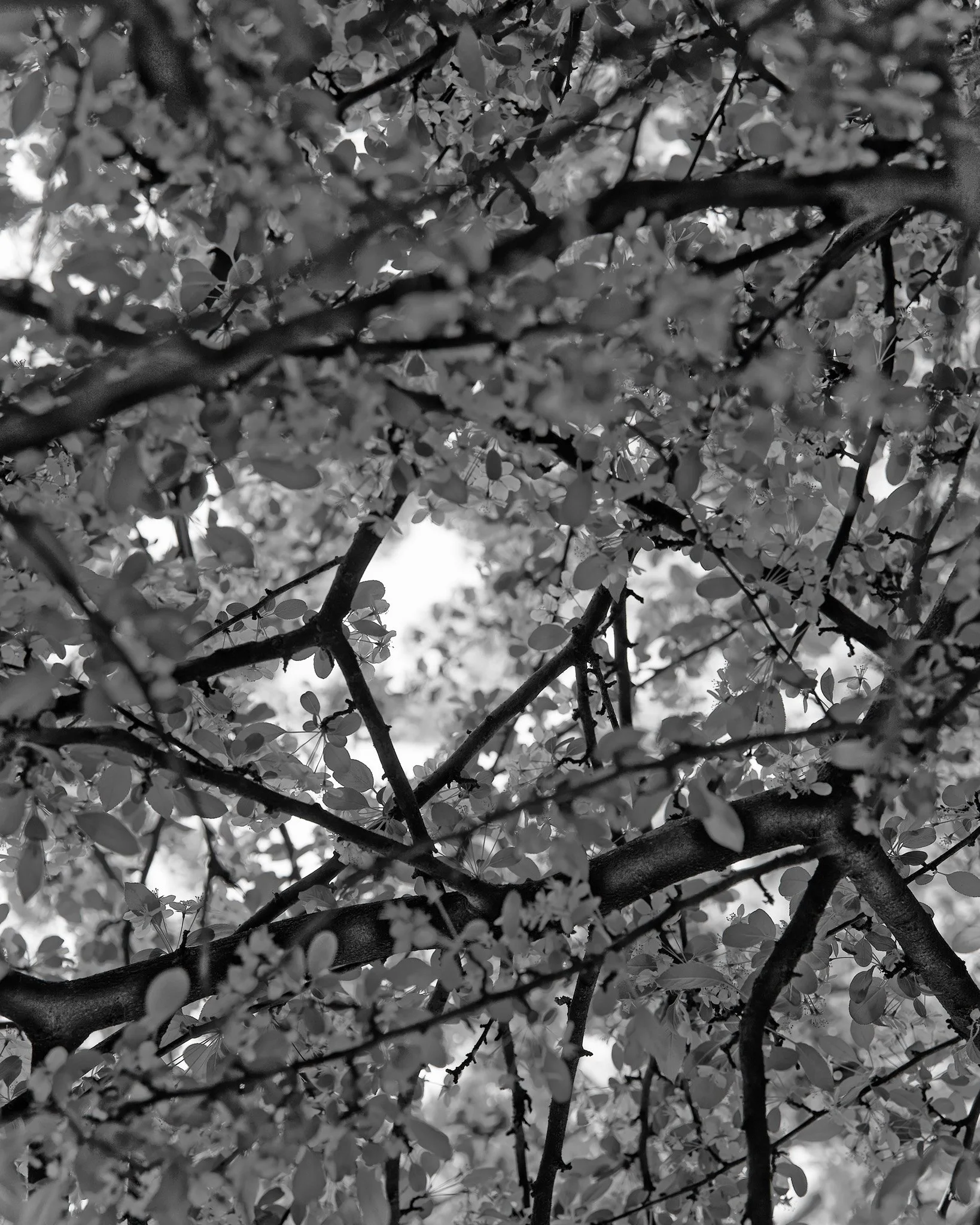 unrooted-8-tommy-metten-photography..jpg