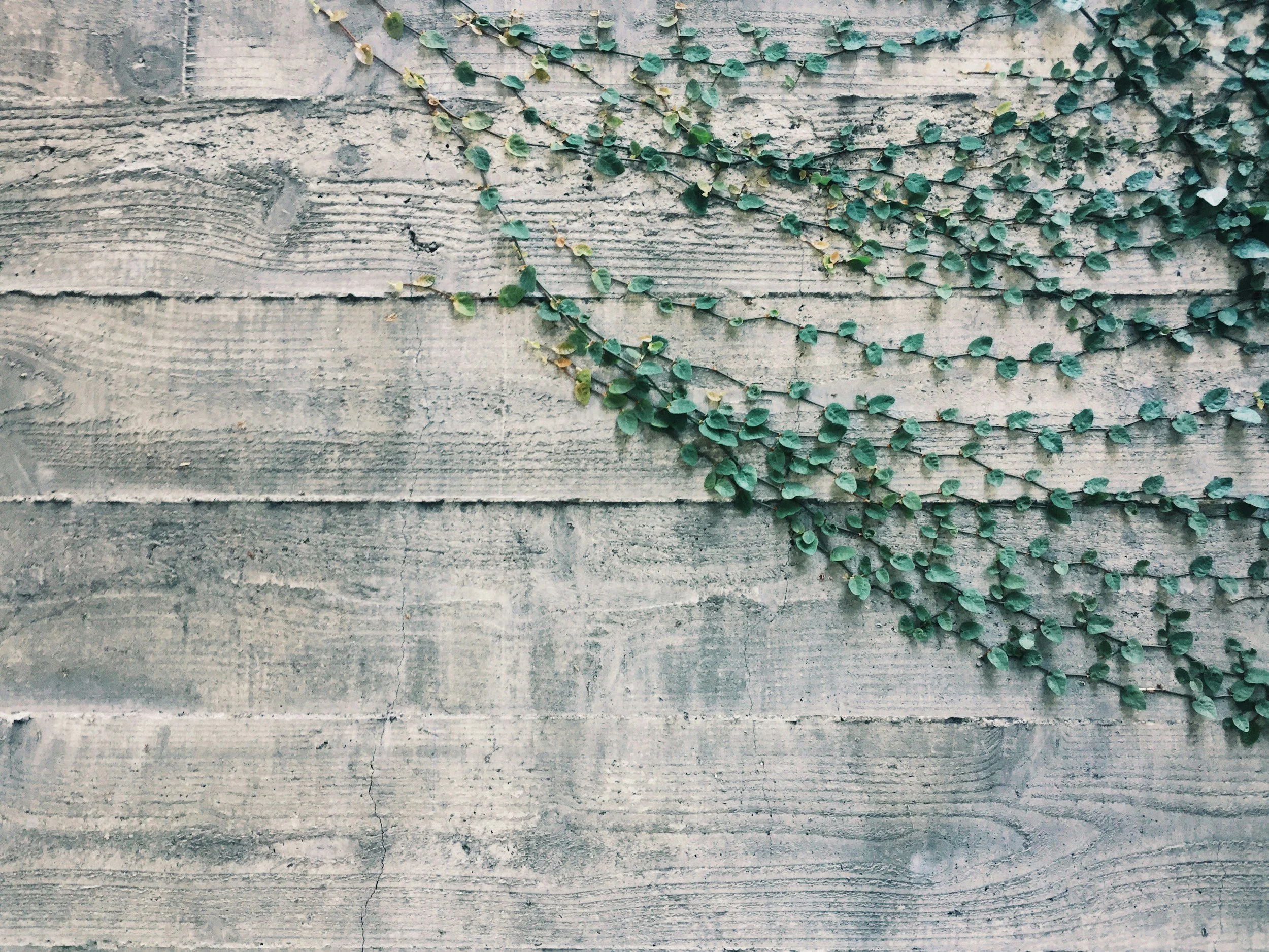 Close-up view of a weathered wooden surface with green ivy vines growing across it.