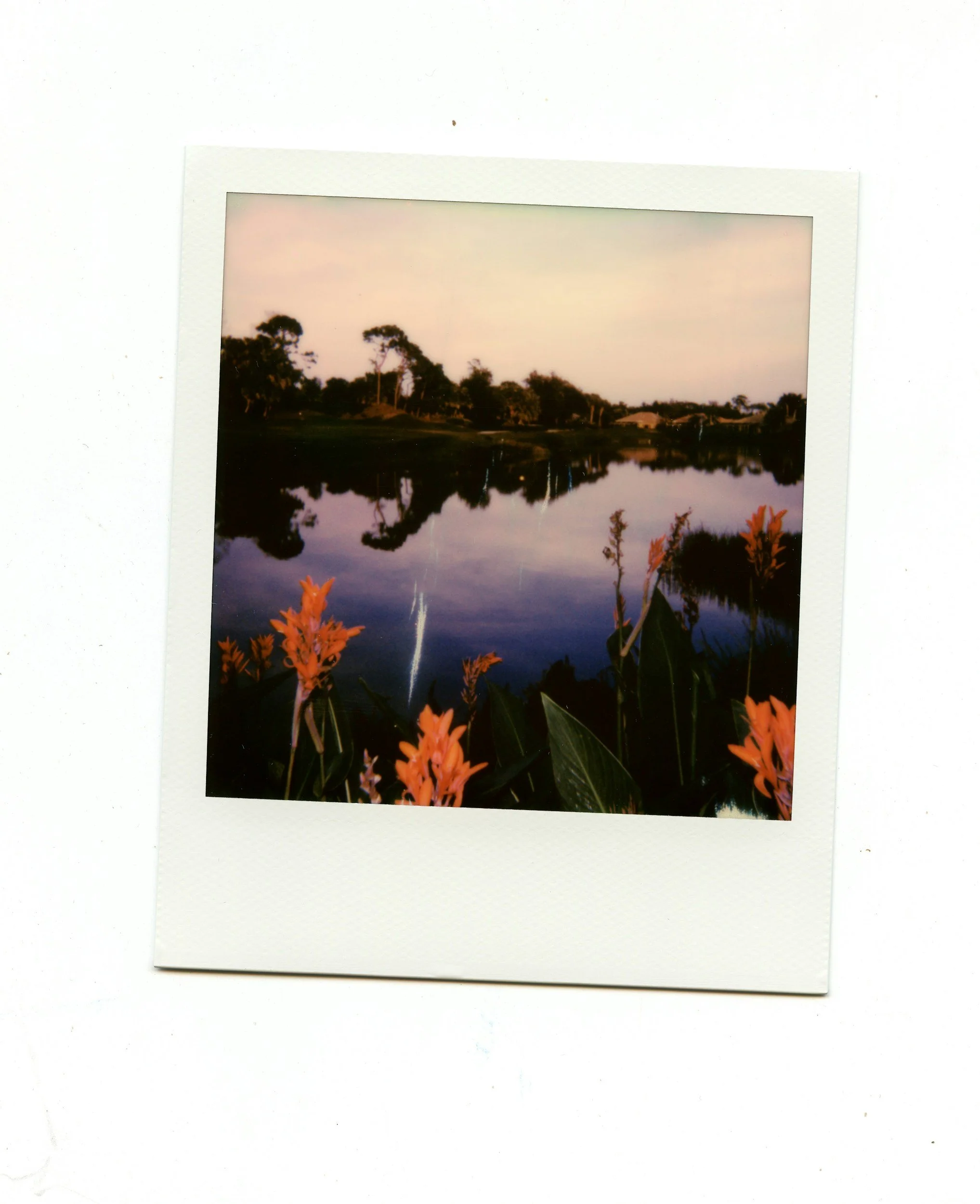 A Polaroid photo of a river landscape at sunset, with trees lining the riverbank and orange flowers in the foreground.
