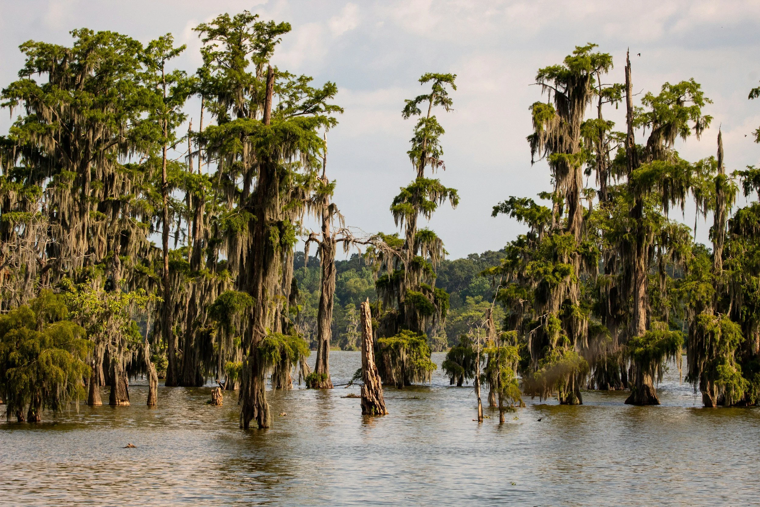 A swamp scene with tall cypress trees covered in Spanish moss partially submerged in water, with a cloudy sky in the background.
