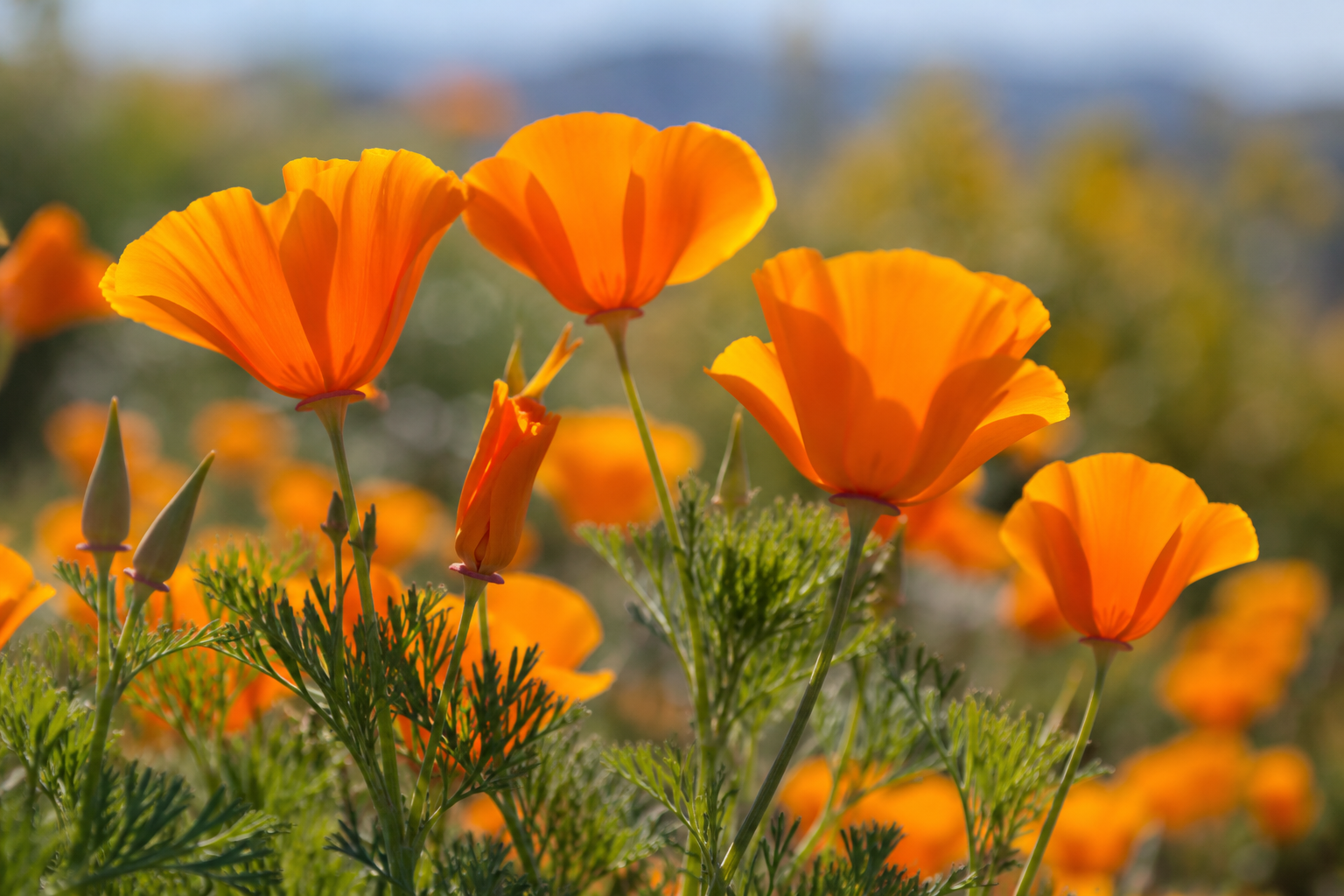 Meet California Poppy