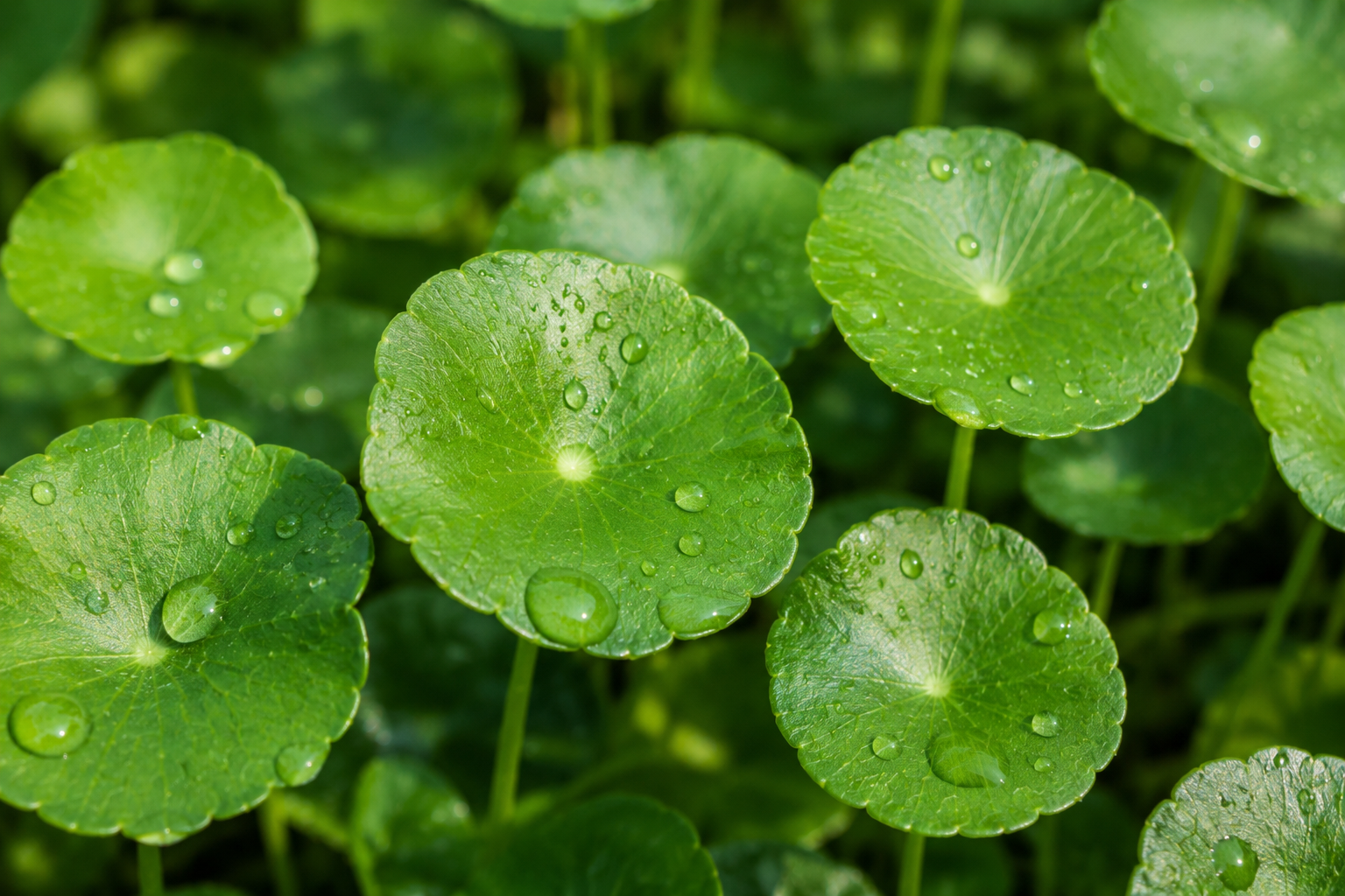 Meet Gotu Kola