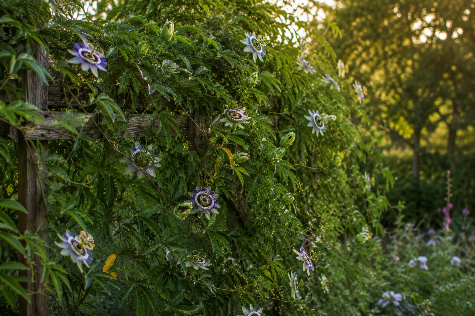 Meet Passionflower