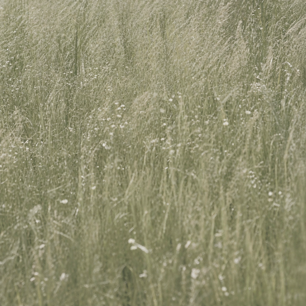 A dense field of tall grass. Find peace at Crescendo Counseling, a therapy practice serving adults across Pennsylvania.