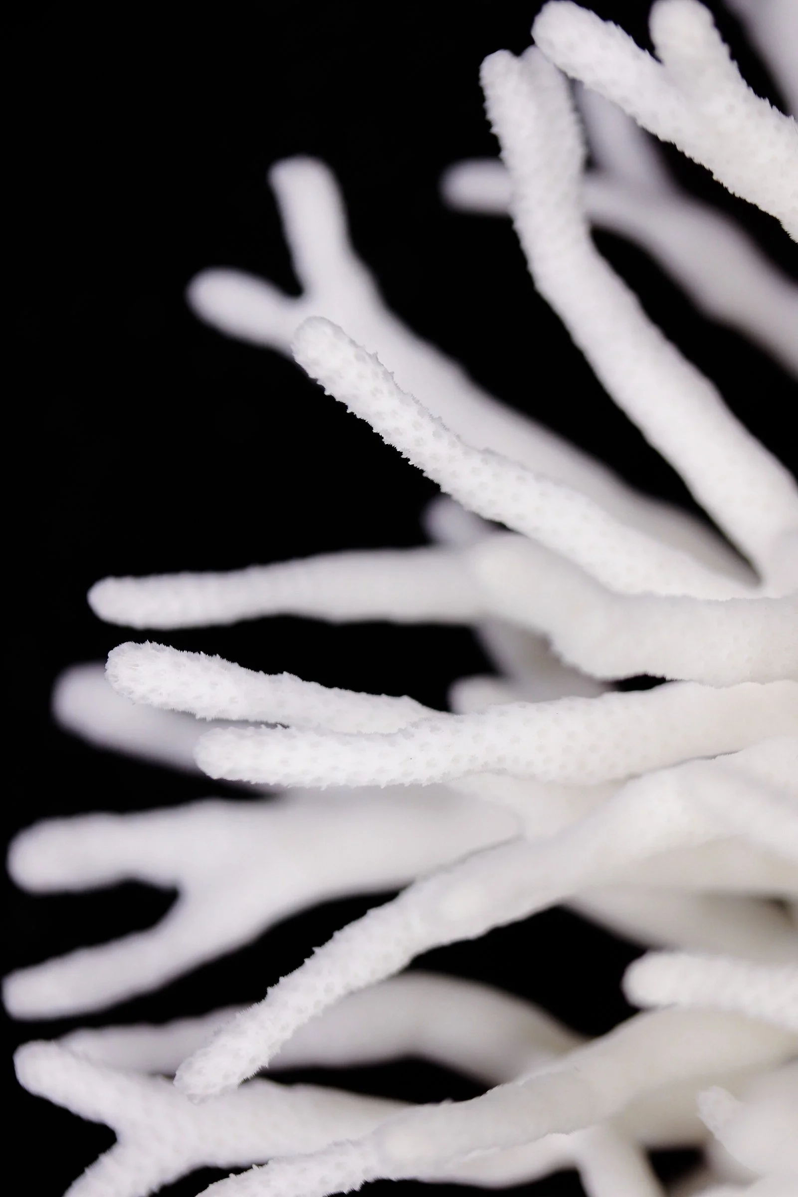 Près de 20 brins d'une brosse blanche recouverts de poudre blanche contre un fond noir.