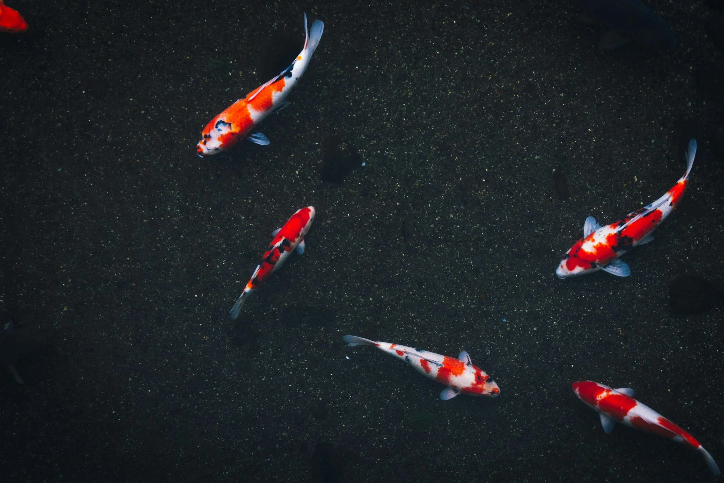 An image of koi fish swimming near each other to represent a family therapy session.