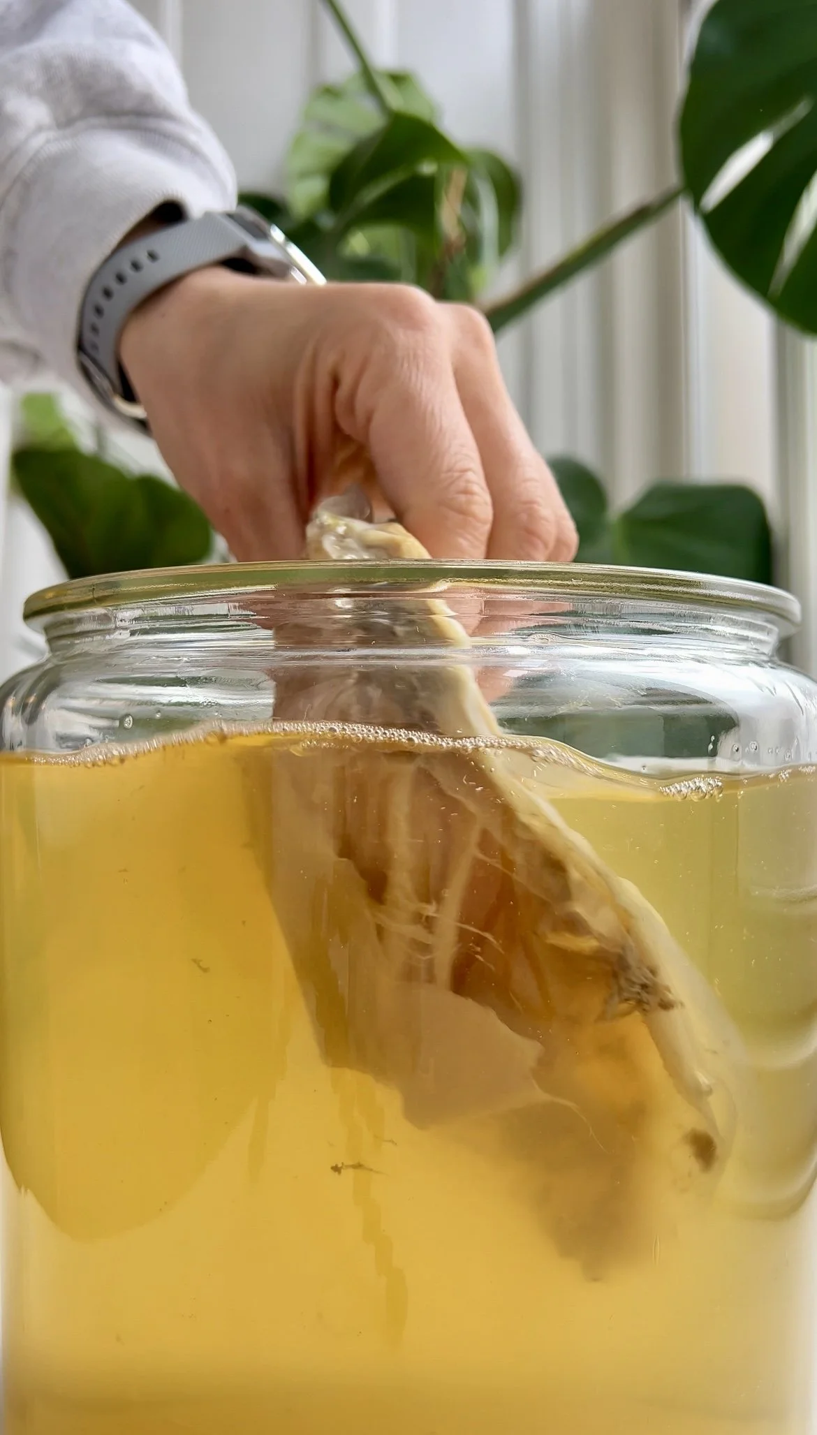 Close-up of a hand removing a bay leaf from a jar of yellow liquid, possibly herbal infusion or tea, with a background of green tropical plants.