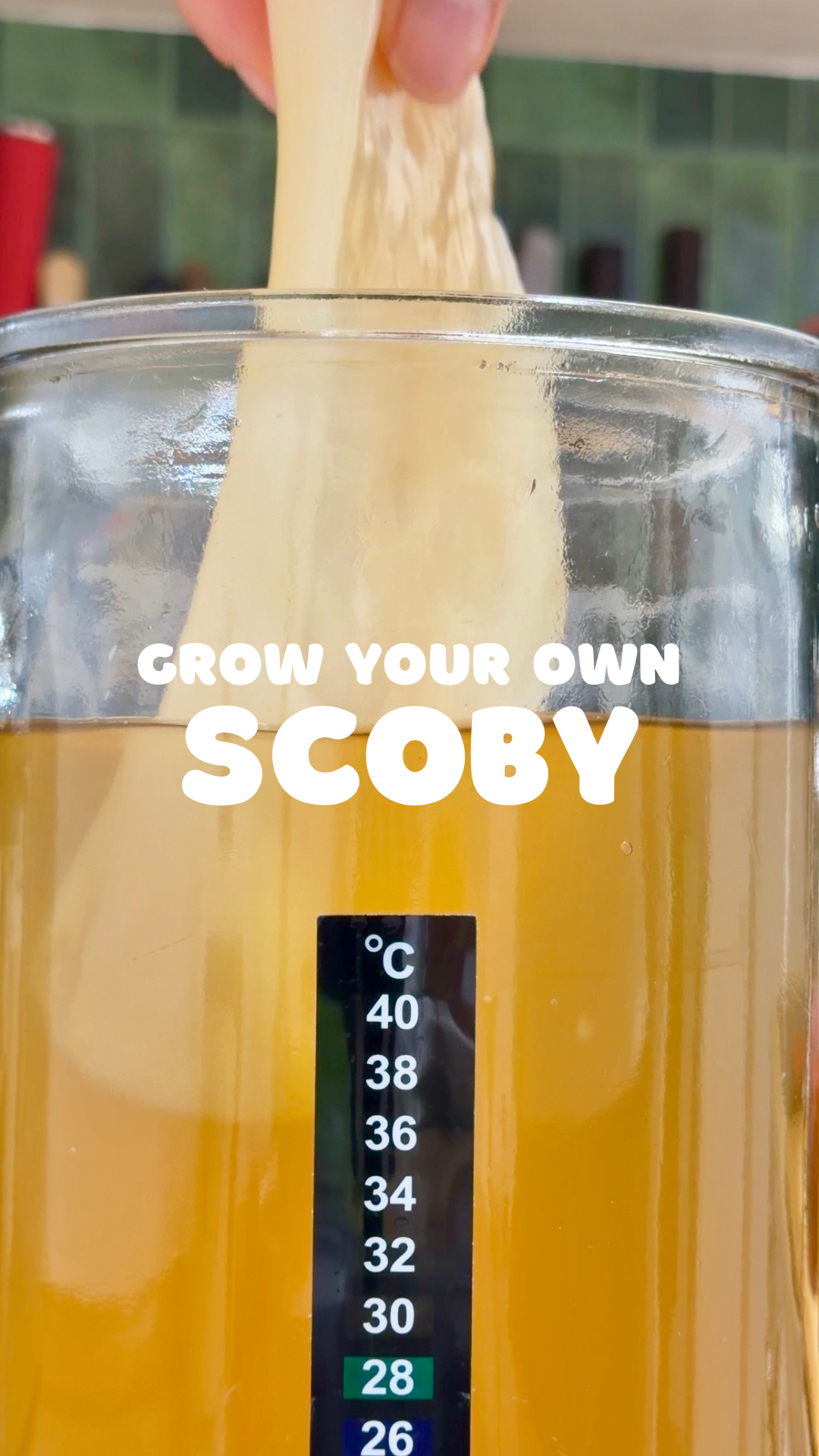Grow your own SCOBY