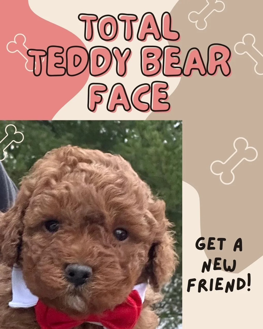 #goldendoodle #doodle #tndogs #knoxvilledogs #dogsofknoxville #adorable #cute #puppies #knoxdogscene #puppies #microgoldendoodle #doodles #doodlesoftn