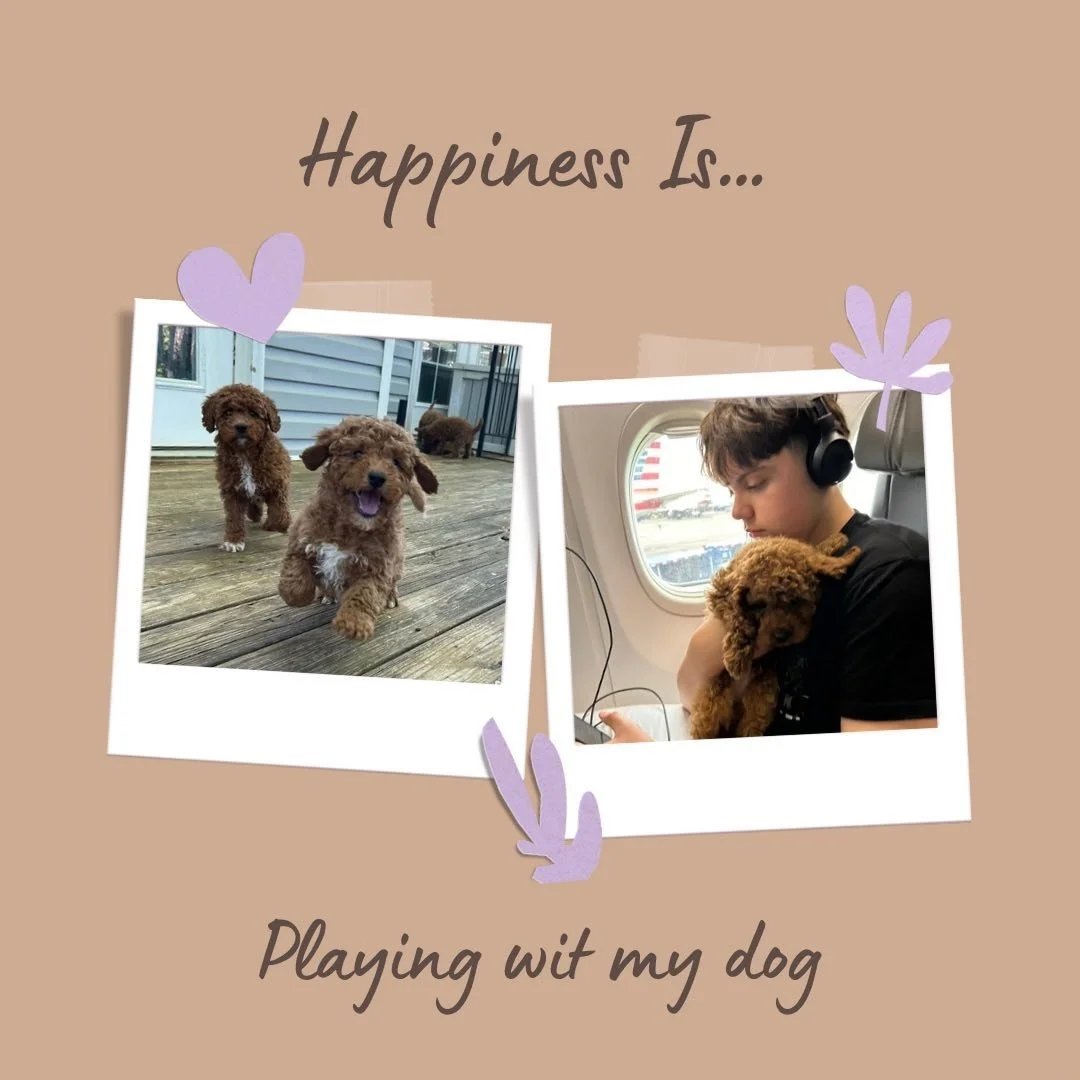 #goldendoodle #doodle #tndogs #knoxvilledogs #dogsofknoxville #adorable #cute #puppies #knoxdogscene #puppies #microgoldendoodle #doodles #doodlesoftn