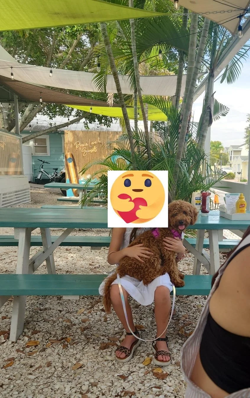 A person sitting outdoors on a turquoise picnic table holding a curly-haired brown dog with a pink harness. The background features palm trees, green and white shade sails, a wooden privacy fence, and a bicycle. The ground is covered in small gravel 