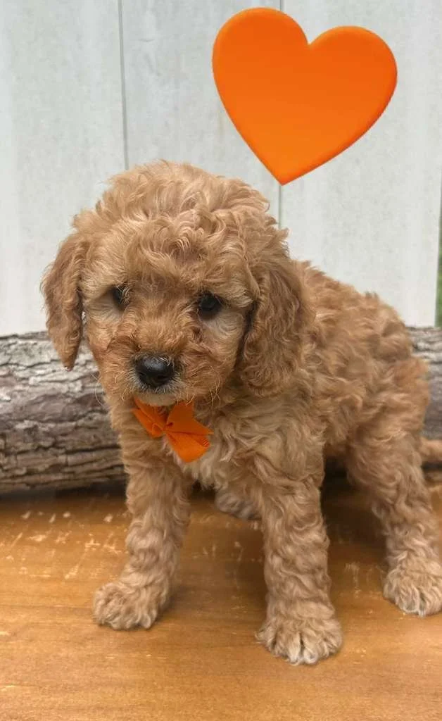 Meet Orange Heart