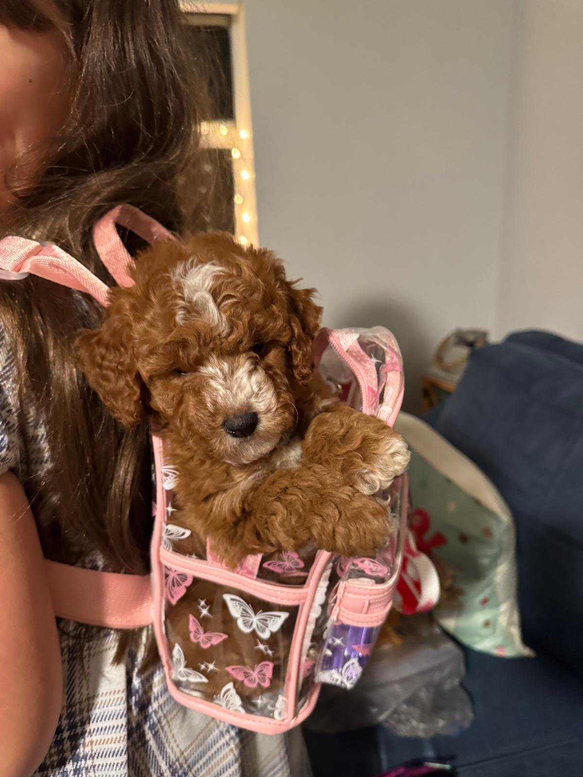 A person holding a small, brown, curly-haired puppy in a pink butterfly-printed backpack.