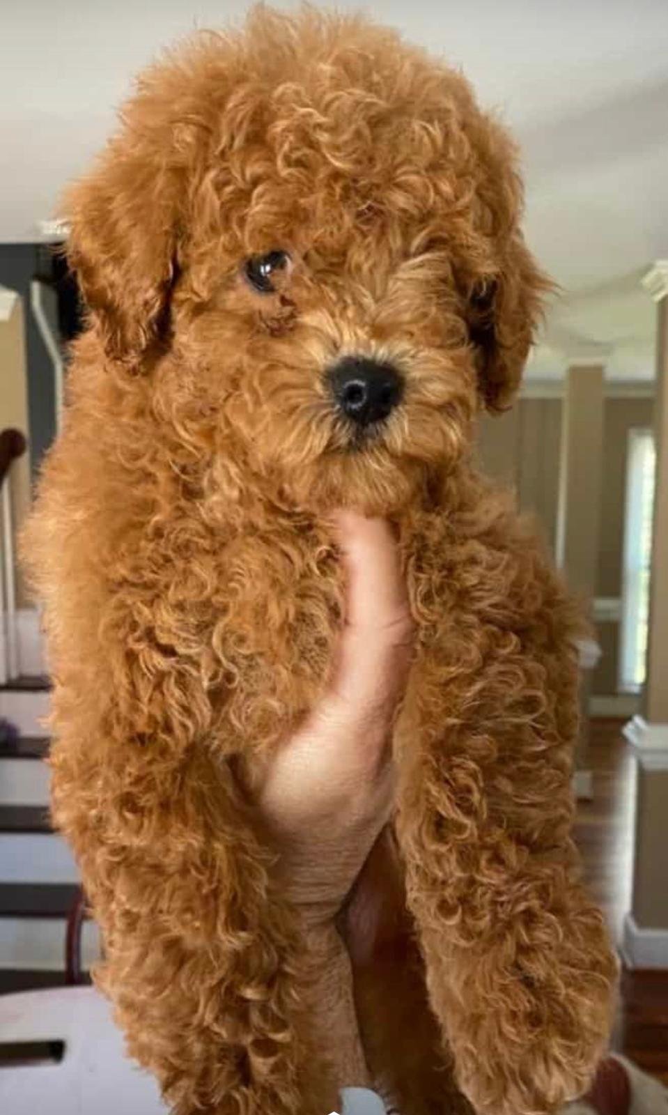 coco.jpeg