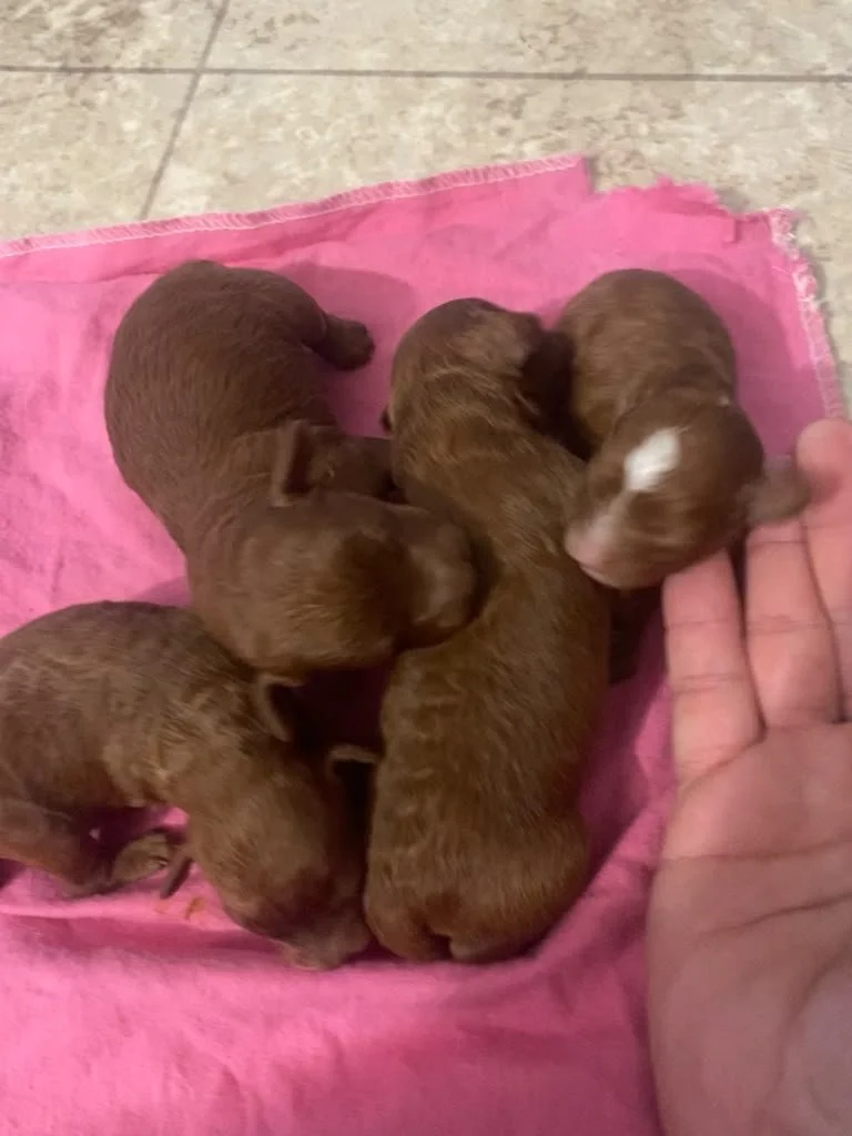 puppies.jpeg