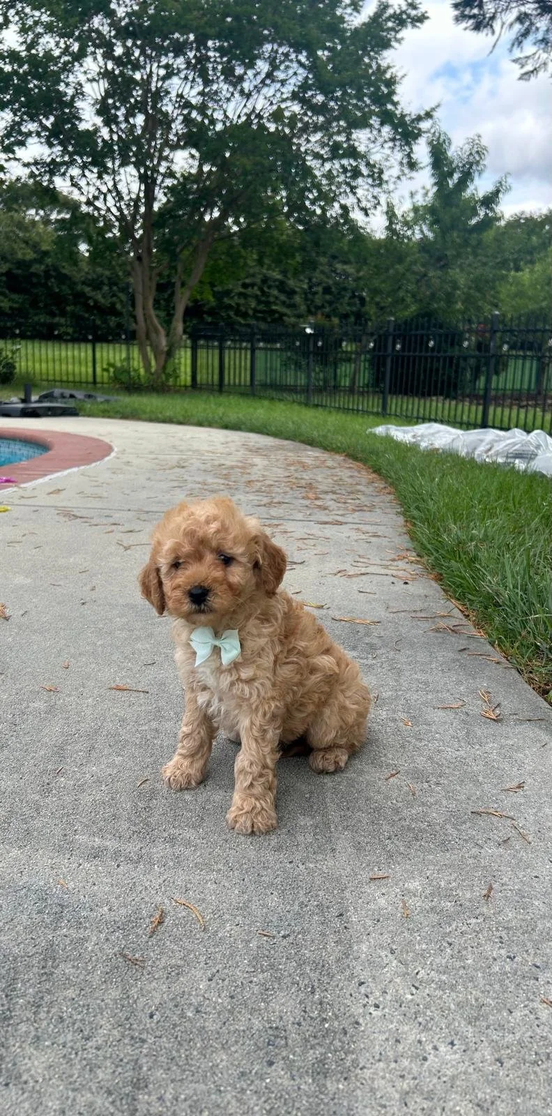 A cute, light brown puppy with curly fur and a light blue bow around its neck sitting on a concrete patio near a swimming pool, with trees and a black fence in the background.