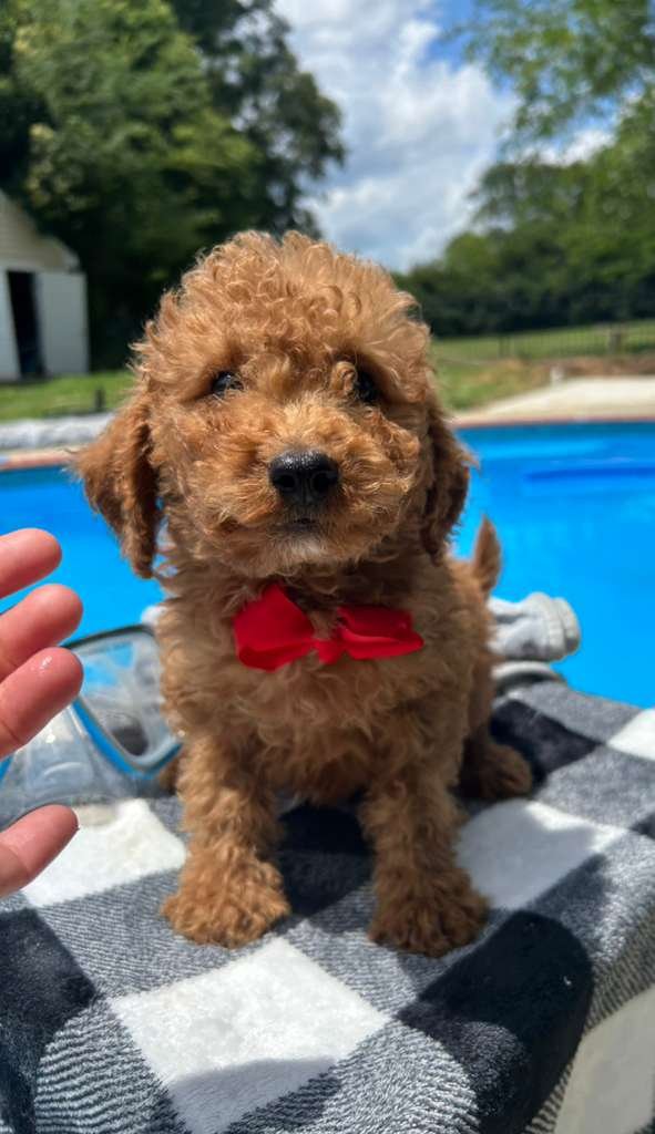 Meet Red Bow