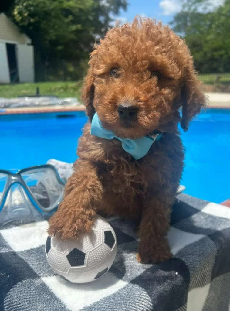 Meet Light Blue Bow