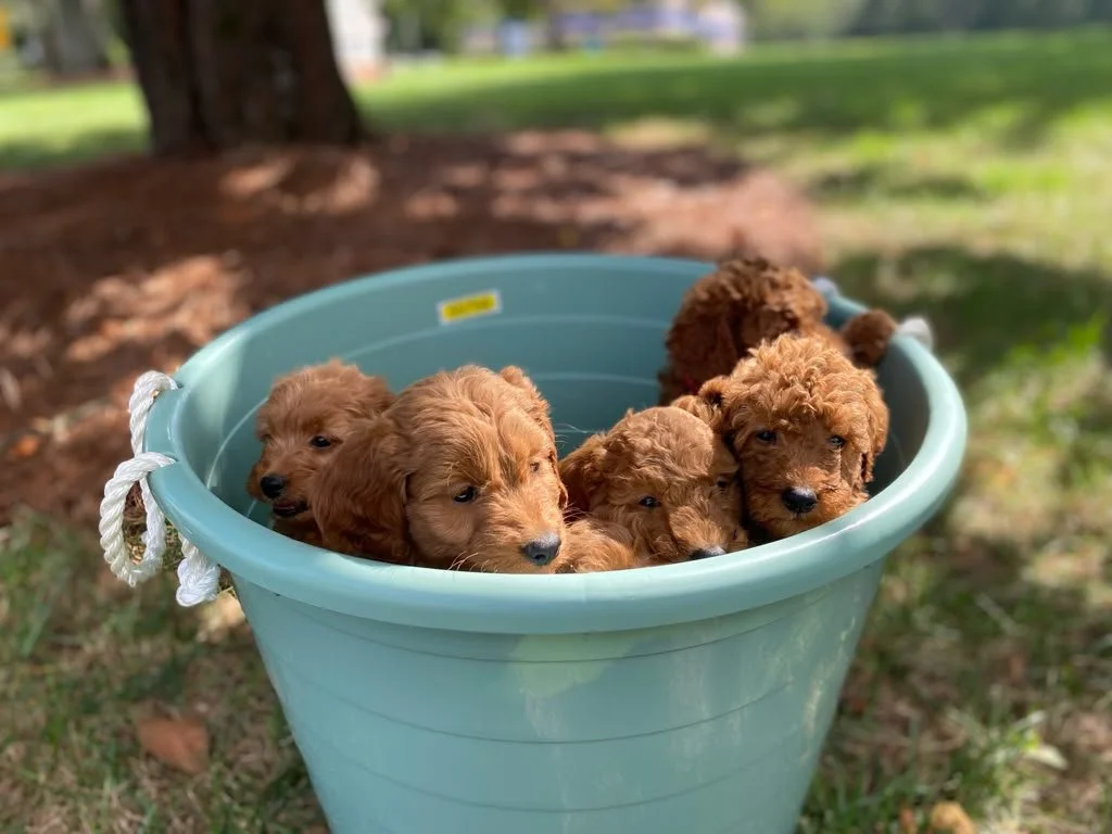 cachorros1.jpeg