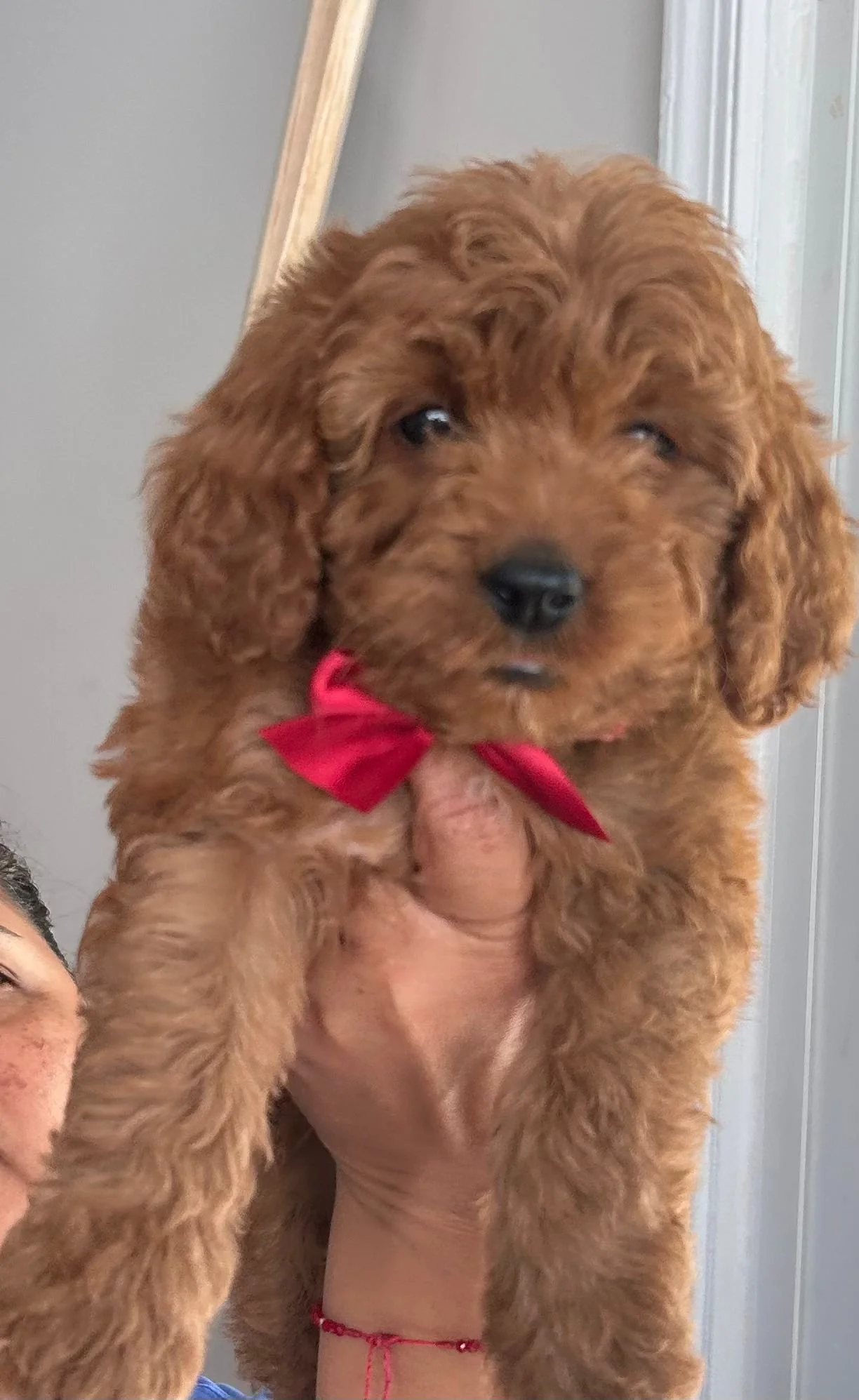 A fluffy brown puppy with a red bow around its neck, being held by someone.