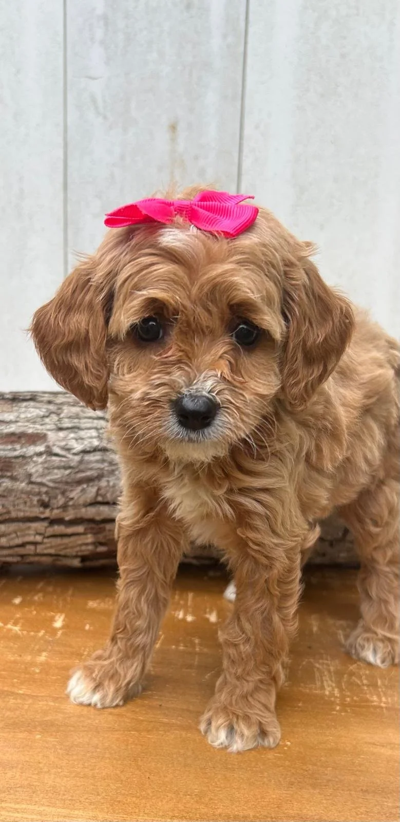 A cute, small brown puppy with a pink bow on its head, standing on a wooden floor with a log in the background.