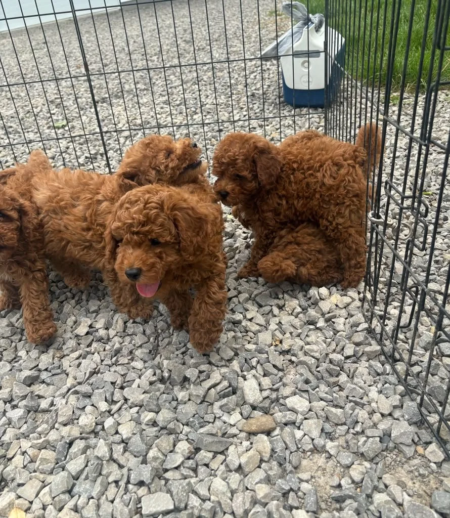 puppies2.jpeg